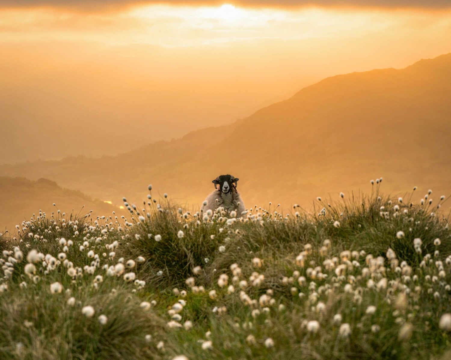 herdwick sheep at sunset on wansfells