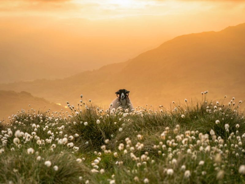 herdwick sheep at sunset on wansfells